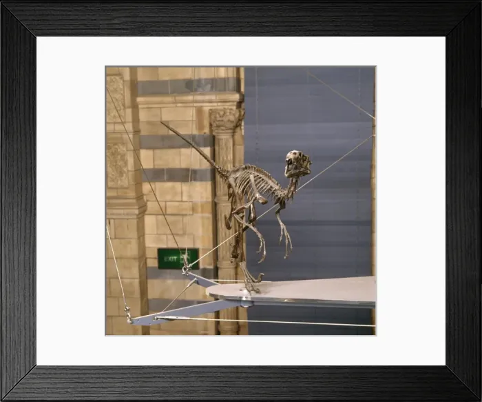 Framed Print : Dromaeosaurus Framed Print : Dromaeosaurus