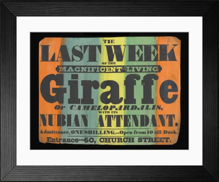 Framed Print : Exhibition of a giraffe to the public Framed Print : Exhibition of a giraffe to the public