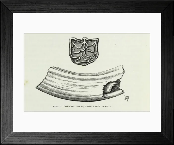 Framed Print : Fossil tooth of horse, from Bahia Blanca Framed Print : Fossil tooth of horse, from Bahia Blanca