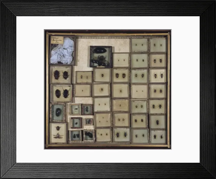Framed Print : Various beetles Framed Print : Various beetles