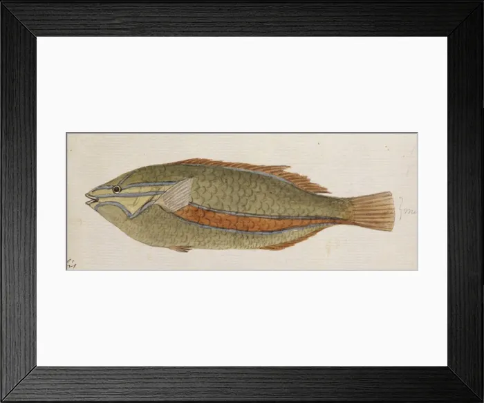 Framed Print : Plate 107 by William Ellis Framed Print : Plate 107 by William Ellis