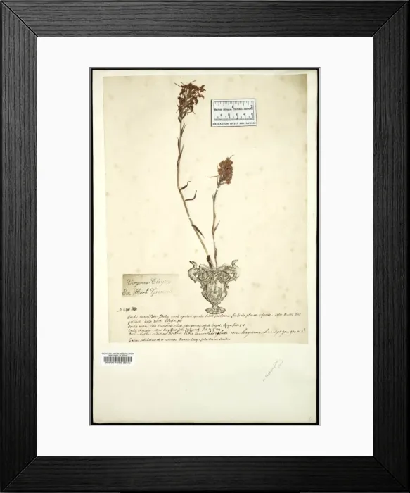 Framed Print : Platanthera Framed Print : Platanthera
