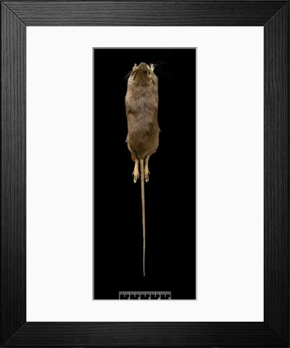 Framed Print : Oligoryzomys victus, St. Vincent pygmy rice rat Framed Print : Oligoryzomys victus, St. Vincent pygmy rice rat