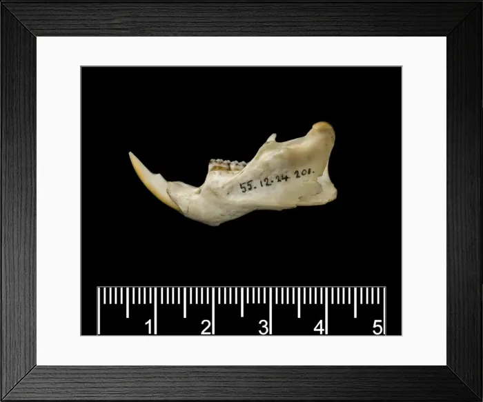 Framed Print : Megalomys luciae, saint lucia giant rice rat (holotype) Framed Print : Megalomys luciae, saint lucia giant rice rat (holotype)