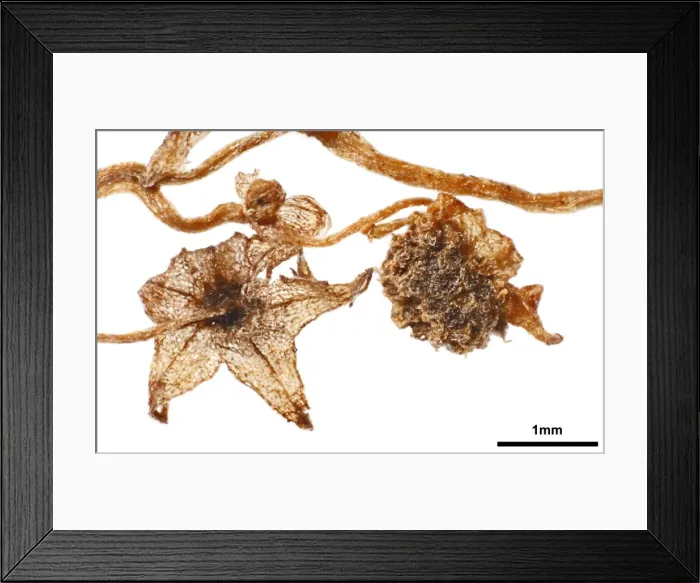 Framed Print : Lacandonia schismatica Framed Print : Lacandonia schismatica