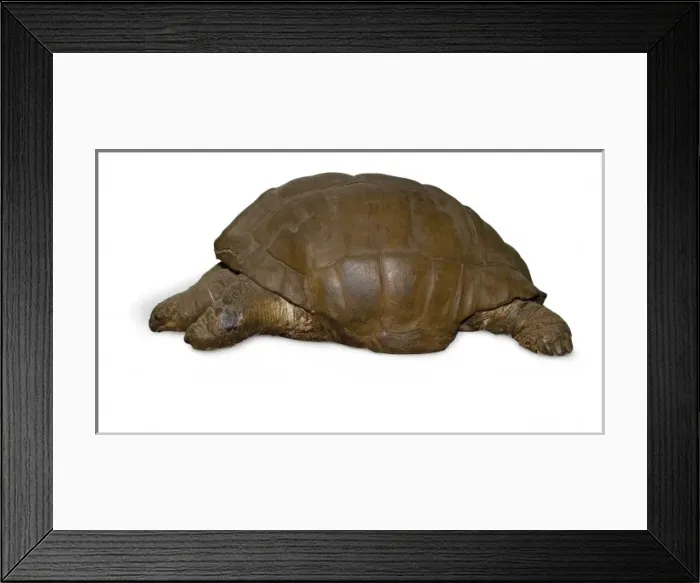 Framed Print : Geochelone elephantopus, giant tortoise Framed Print : Geochelone elephantopus, giant tortoise