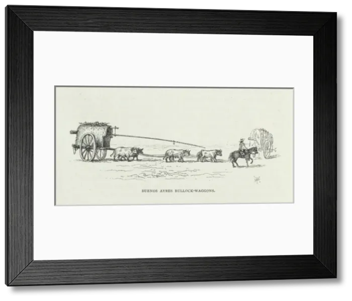 Framed Print : Buenos Ayres Bullock-wagons Framed Print : Buenos Ayres Bullock-wagons