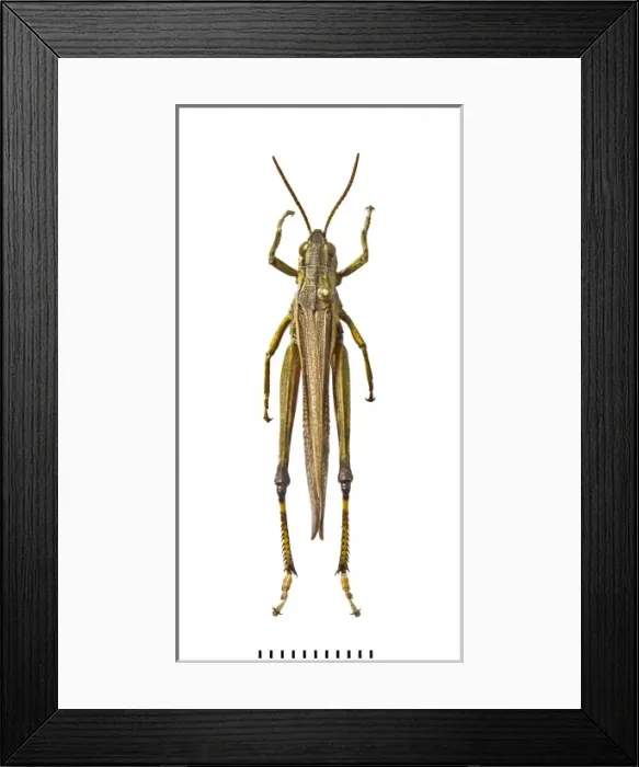 Framed Print : Stethophyma grossum, large marsh grasshopper Framed Print : Stethophyma grossum, large marsh grasshopper