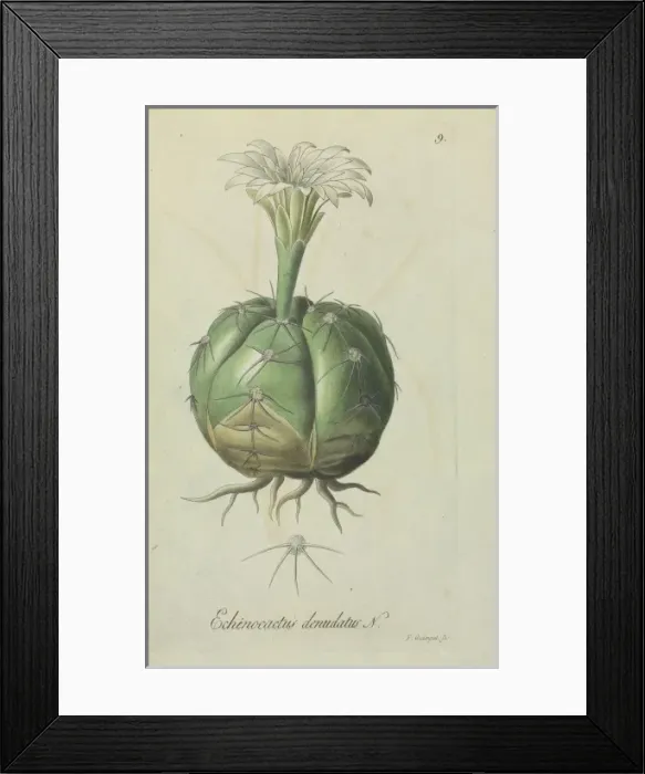Framed Print : Echinocactus denudatus Framed Print : Echinocactus denudatus