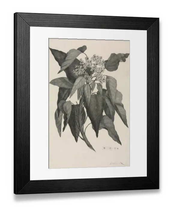 Framed Print : Aleurites moluccana, candlenut tree Framed Print : Aleurites moluccana, candlenut tree