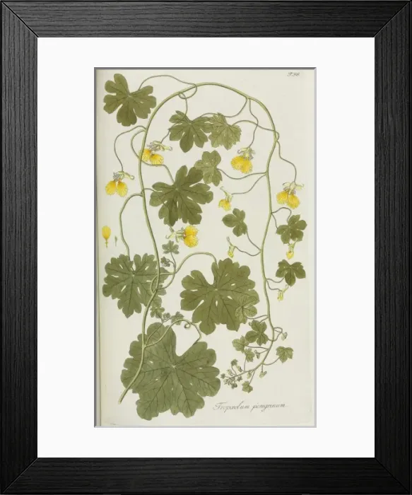 Framed Print : Tropaeolum peregrinum, Canary bird flower Framed Print : Tropaeolum peregrinum, Canary bird flower