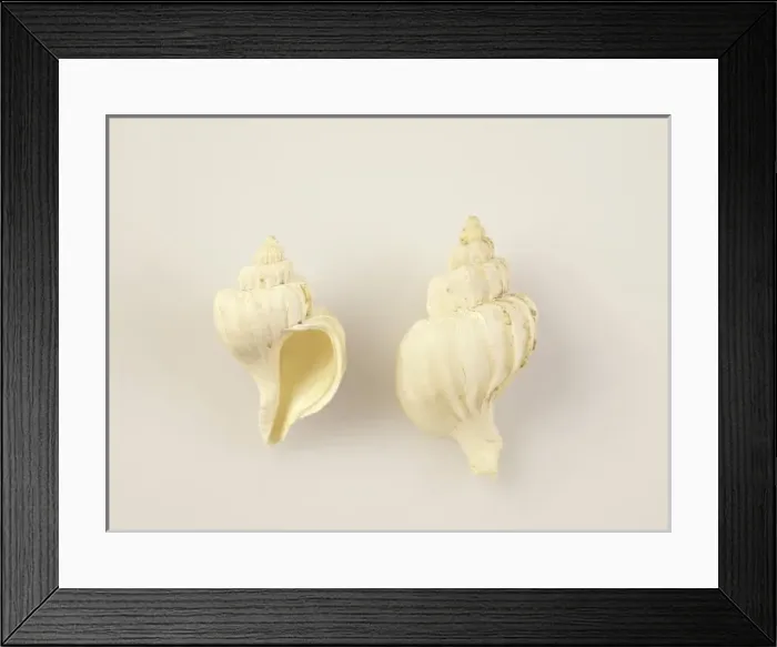 Framed Print : Mollusc, Trophon longstaffi Framed Print : Mollusc, Trophon longstaffi