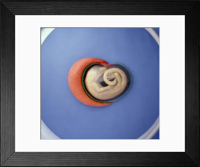 Framed Print : Lizard embryo Framed Print : Lizard embryo