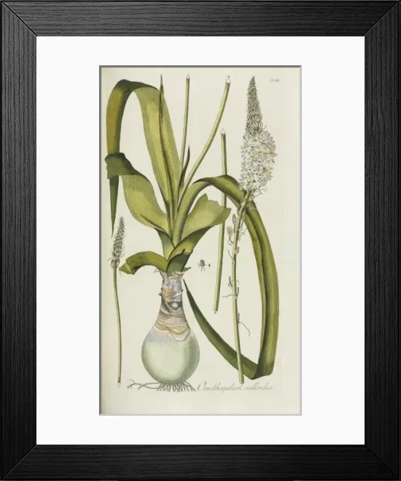 Framed Print : Ornithogalum scilloides Framed Print : Ornithogalum scilloides