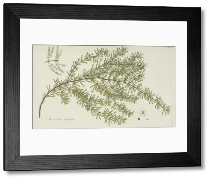 Framed Print : Asparagus capensis Framed Print : Asparagus capensis