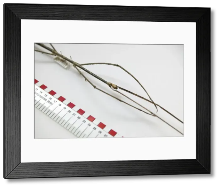 Framed Print : Phobaeticus chani, Chans megastick Framed Print : Phobaeticus chani, Chans megastick