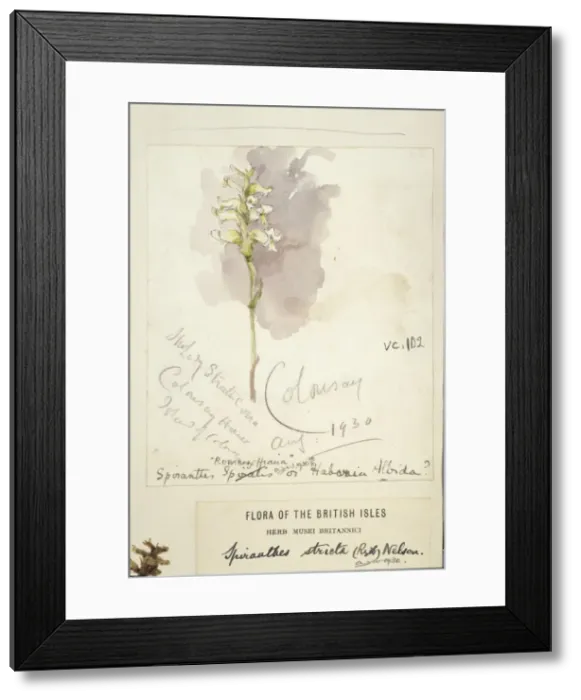 Framed Print : Spiranthes romanzoffiana, Irish Lady s-tresses orchid Framed Print : Spiranthes romanzoffiana, Irish Lady s-tresses orchid