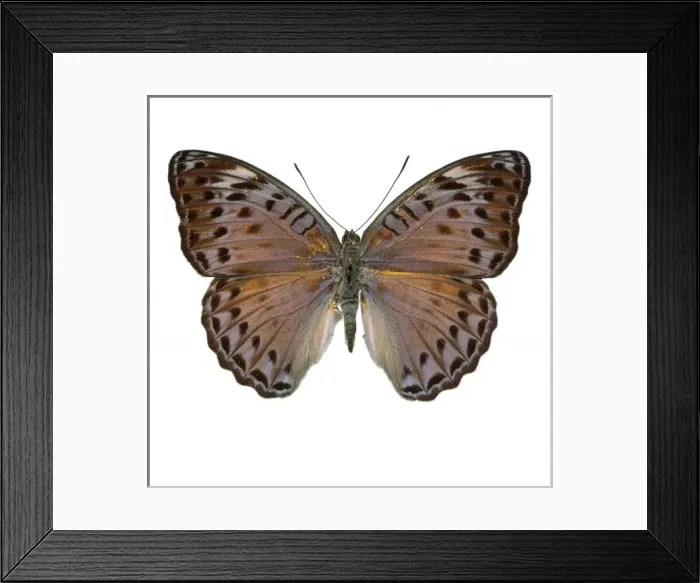 Framed Print : Crenidomimas concordia, butterfly Framed Print : Crenidomimas concordia, butterfly
