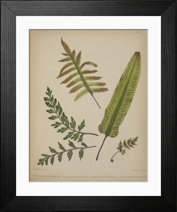 Framed Print : Scolopendrium officinarum, Polypodium valgare, Asplenium can