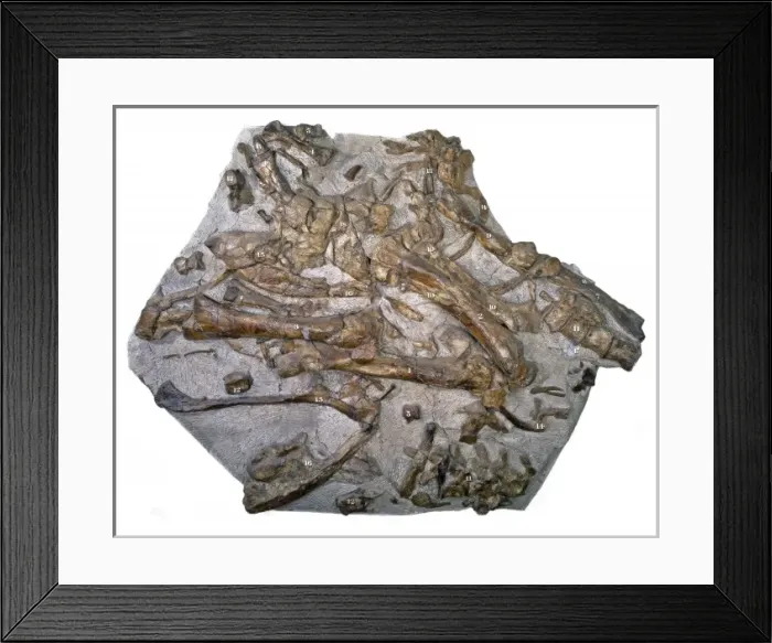 Framed Print : Iguanodon bones Framed Print : Iguanodon bones