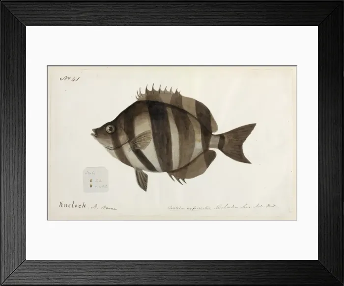 Framed Print : Fish illustration Framed Print : Fish illustration