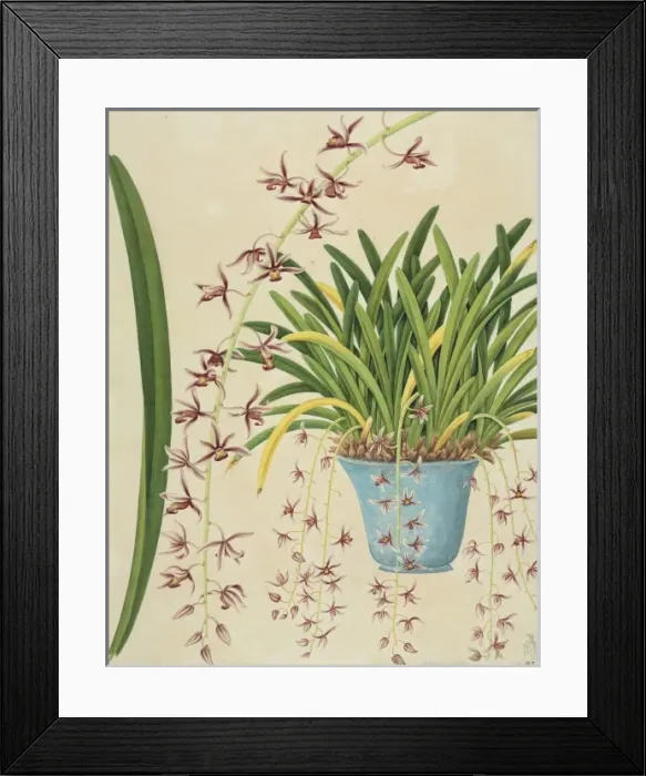 Framed Print : Cymbidium aloifolium, orchid Framed Print : Cymbidium aloifolium, orchid
