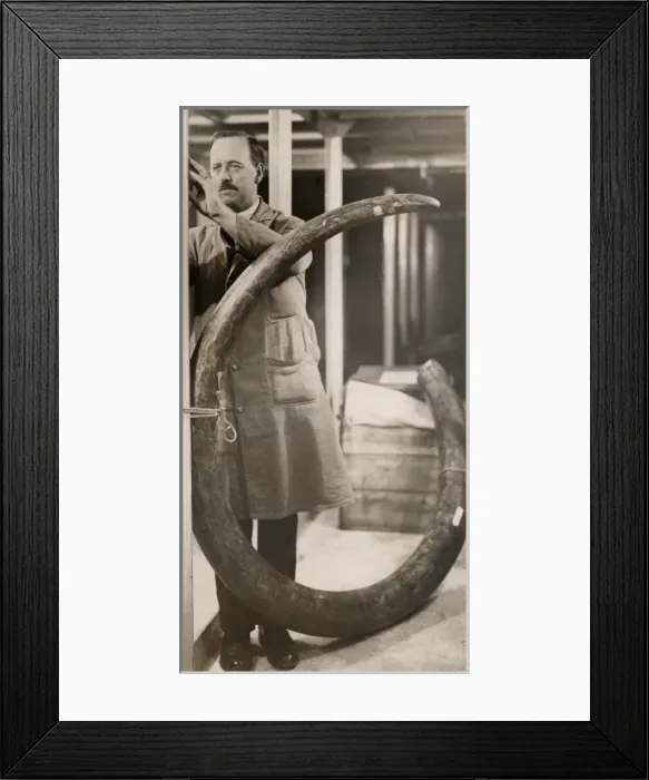 Framed Print : The largest mammoth tusk, 1931 Framed Print : The largest mammoth tusk, 1931