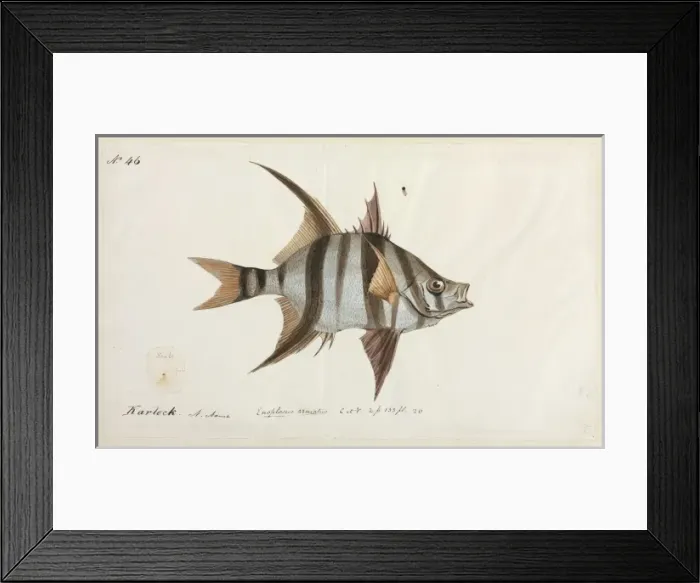 Framed Print : Enoplosus armatus Framed Print : Enoplosus armatus