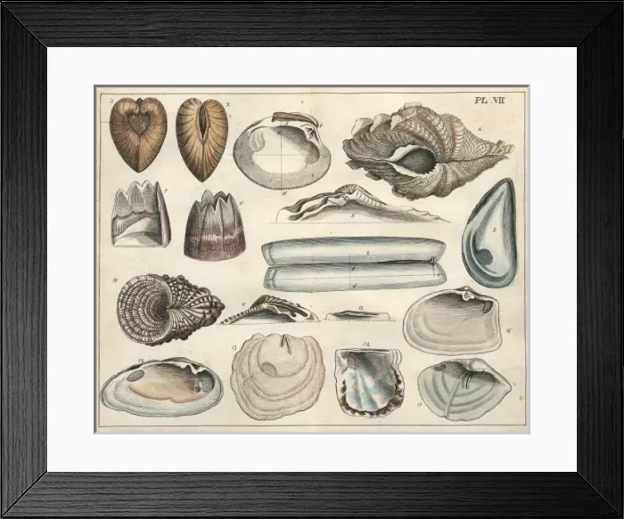 Framed Print : Various shells Framed Print : Various shells