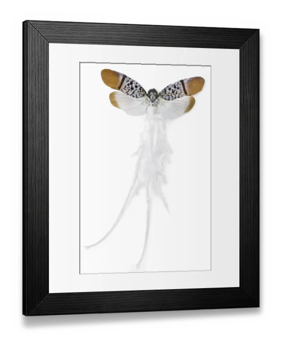Framed Print : Alaruasa violacea, tailed wax bug Framed Print : Alaruasa violacea, tailed wax bug