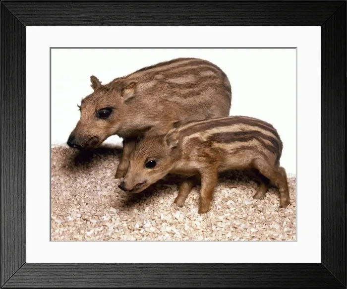 Framed Print : Sus scrofa, European wild boar Framed Print : Sus scrofa, European wild boar