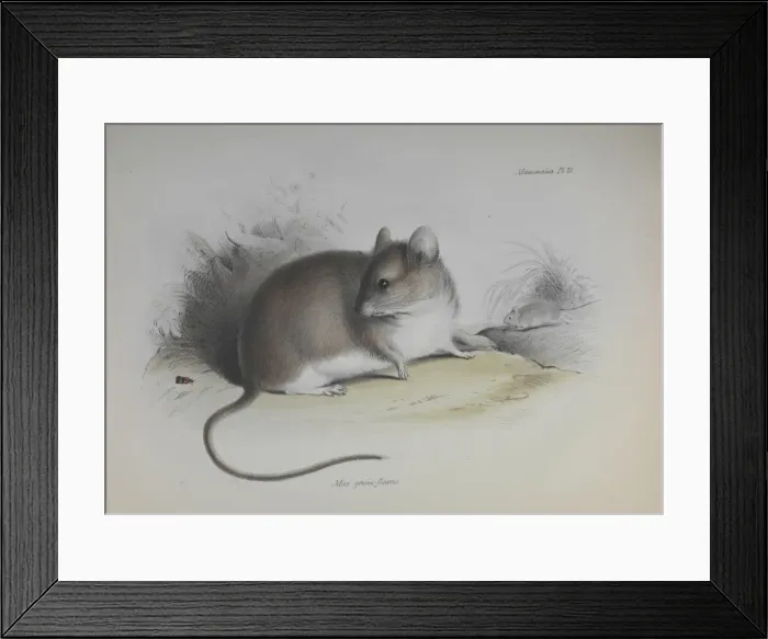 Framed Print : Rodent. An illustration (Plate 21, Mammals) from the Zoology of the Beagle Framed Print : Rodent. An illustration (Plate 21, Mammals) from the Zoology of the Beagle