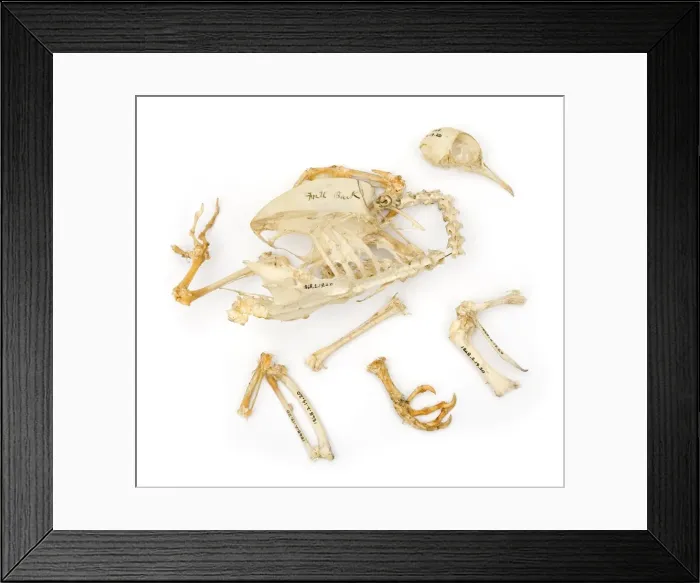 Framed Print : Darwins pigeons Framed Print : Darwins pigeons