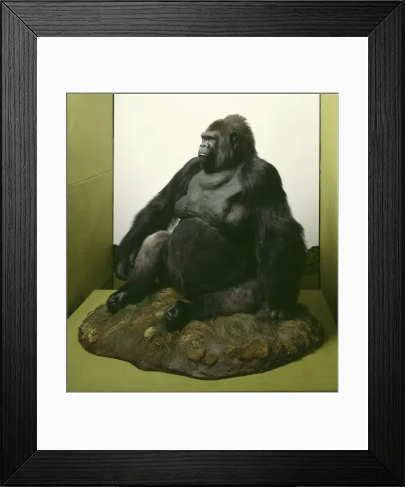 Framed Print : Gorilla gorilla gorilla, western lowland gorilla Framed Print : Gorilla gorilla gorilla, western lowland gorilla