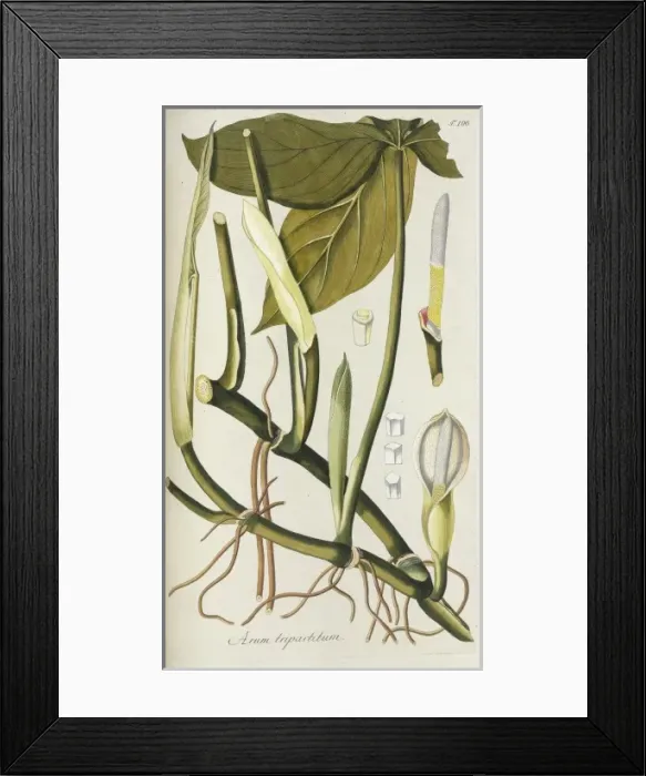Framed Print : Arum tripartitum Framed Print : Arum tripartitum