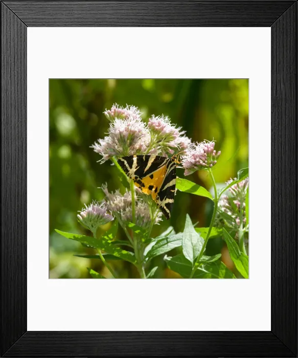Framed Print : Euplagia quadripunctaria, Jersey tiger moth Framed Print : Euplagia quadripunctaria, Jersey tiger moth