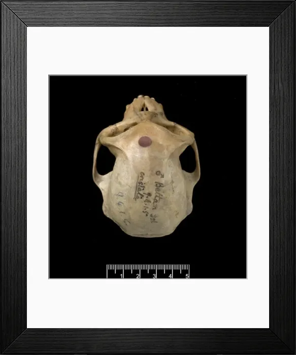 Framed Print : Trachypithecus cristatus, silver leaf monkey Framed Print : Trachypithecus cristatus, silver leaf monkey