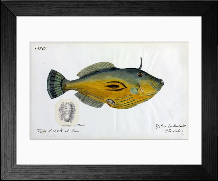 Framed Print : Yellow leatherjacket Framed Print : Yellow leatherjacket