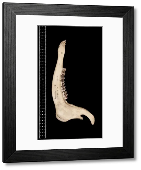 Framed Print : Cervus unicolor brookei Framed Print : Cervus unicolor brookei