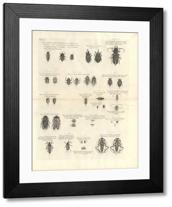 Framed Print : Beetle illustration Framed Print : Beetle illustration