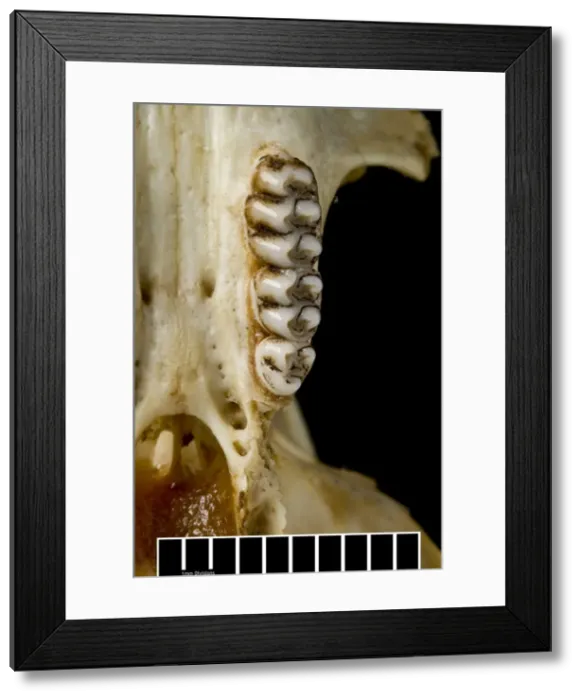 Framed Print : Megalomys desmarestii, antillean giant rice rat Framed Print : Megalomys desmarestii, antillean giant rice rat