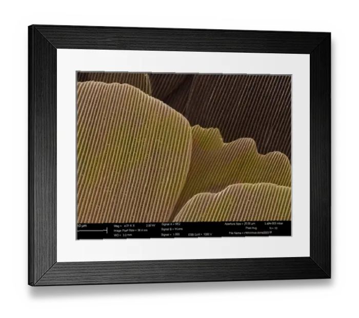 Framed Print : Heliconius doris, doris longwing Framed Print : Heliconius doris, doris longwing