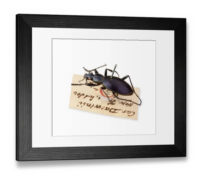 Framed Print : Ceroglossus Beetle Framed Print : Ceroglossus Beetle