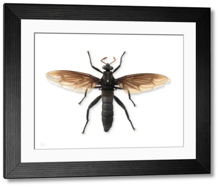 Framed Print : Gauromydas heros Framed Print : Gauromydas heros