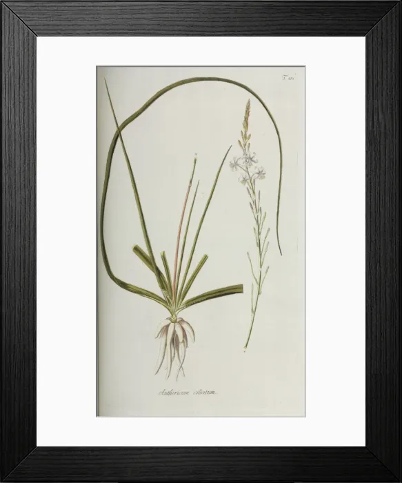 Framed Print : Anthericum ciliatum Framed Print : Anthericum ciliatum