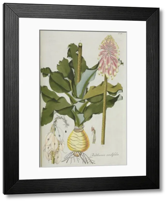 Framed Print : Veltheimia viridiflora, lily Framed Print : Veltheimia viridiflora, lily