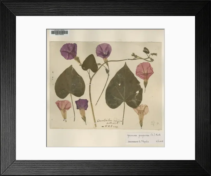 Framed Print : Ipomoea purpurea (L. ) Roth, tall morning-glory Framed Print : Ipomoea purpurea (L. ) Roth, tall morning-glory
