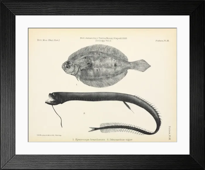 Framed Print : Terra Nova Fish report Framed Print : Terra Nova Fish report