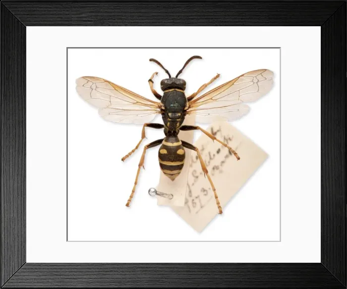 Framed Print : Sir John Lubbocks pet wasp Framed Print : Sir John Lubbocks pet wasp