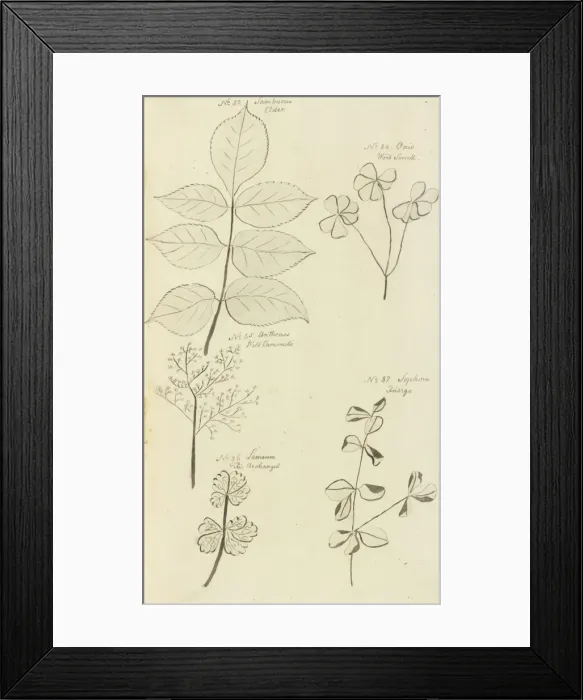 Framed Print : Jane Coldens Manuscript Plantas Framed Print : Jane Coldens Manuscript Plantas
